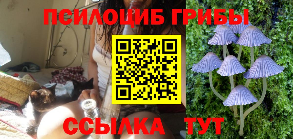 Котлас  наркотики  Вход с VPN  Псилоцибиновые грибы мицелий 